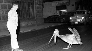 Un pelícano en busca de alimento sorprende a limeños en 1969