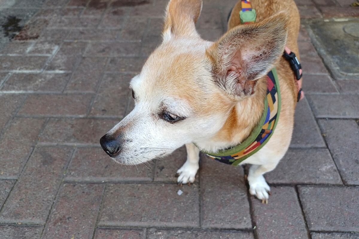 Así toma fotos el Samsung Galaxy A34 5G. (Foto: MAG - Rommel Yupanqui)