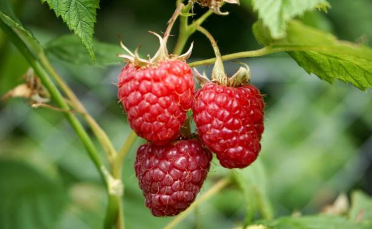 El alimento que tiene alto valor de colágeno y ayuda al cuidado de la piel: muchos lo llaman el “Oro rojo”. (Fuente: iStock)