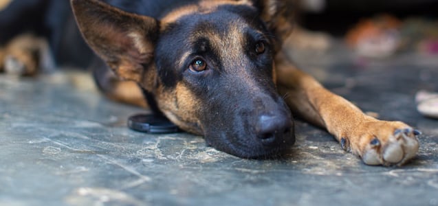 ¿Cómo saber si mi perro tiene parásitos?