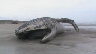 El Sernanp descubre ballenas, lobos marinos y tortugas varadas