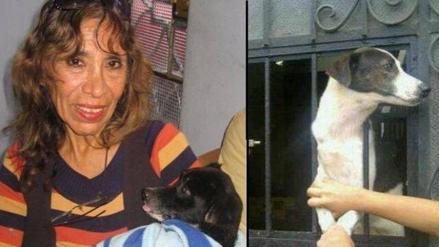 Breña: piden hogar temporal o adopción urgente de 50 perros y 40 gatos