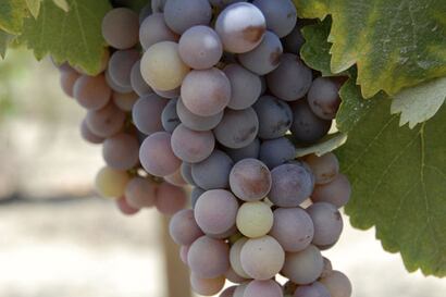 Quebranta, la reina de las uvas pisqueras