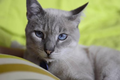 ¡Cuidado con el arañazo de gato!