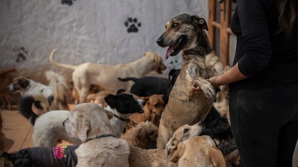 Albergues para perros en Lima están en emergencia #VideosEC #Explicativo