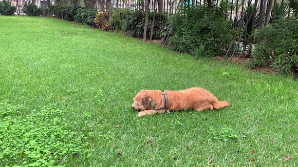 Hotel petfriendly en Lima