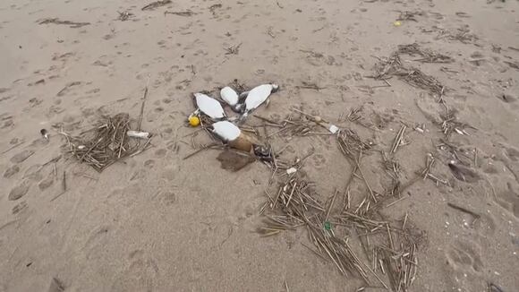 Unos 2.000 pingüinos aparecen muertos en las costas de Uruguay