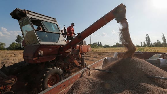 Explicativo: Vuelve la guerra del cereal en Ucrania