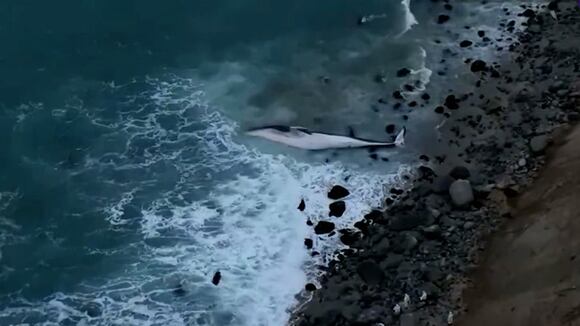 Punta Hermosa: Ballena queda varada en playa Señoritas