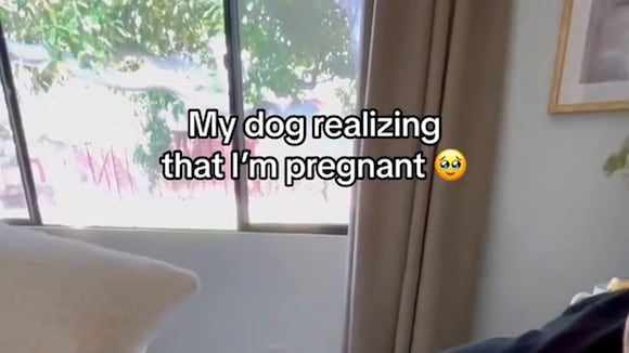 La reacción viral de una golden retriever al sentir al bebé de su dueña en el vientre