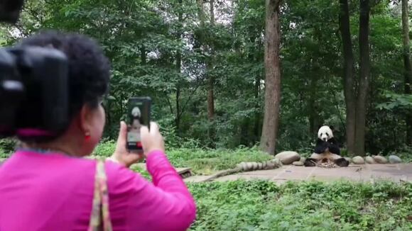 La aventura de los pandas que vuelven a China tras años en zoológicos de otros países