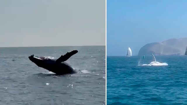 Callao: Ballena es avistada cerca de playa La Punta y testigos quedan maravillados
