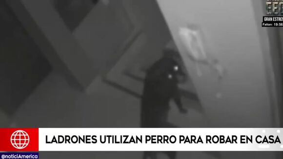 Delincuentes usan perro para robar casas (América)