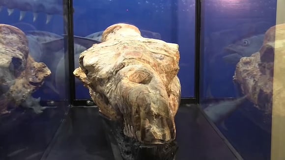 Monstruo Marino Que Habitaba Las Aguas Peruanas Hace 36 Millones De Años