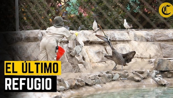 El Parque de las Leyendas: el último refugio de los animales víctimas del tráfico de especies