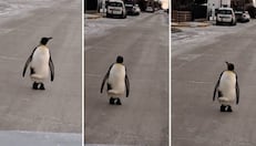 Captan a pingüino caminando por las calles de Tierra del Fuego y sorprende a los vecinos