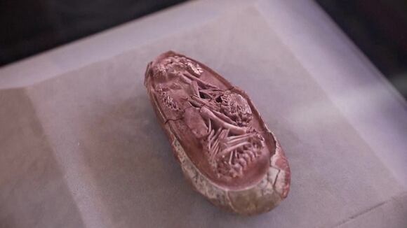 China: Hallan embrión de dinosaurio que estaba por salir de su cascarón