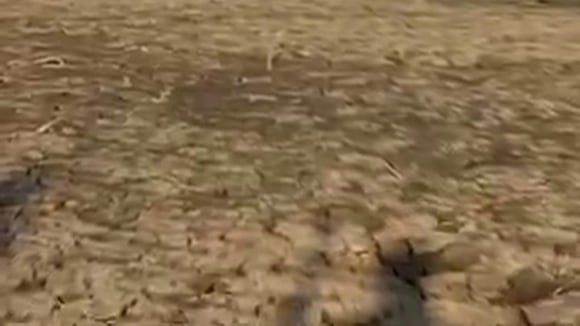 Sequía amenaza Piura