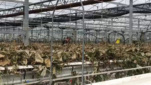 Presunto caso de explotación laboral