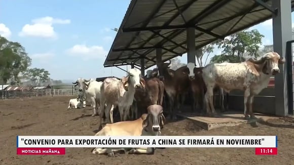 Exportación de carne de vacuno a China