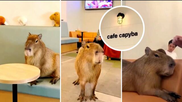 Cafeterías en Japón ofrecen una experiencia única: café entre capibaras