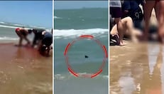 Estados Unidos: tiburón ataca a dos personas en una playa de Texas
