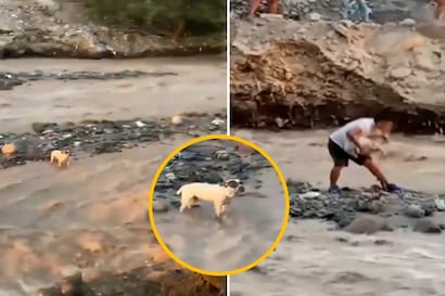 Ica: joven arriesga su vida para rescatar a perrito atrapado en río caudaloso