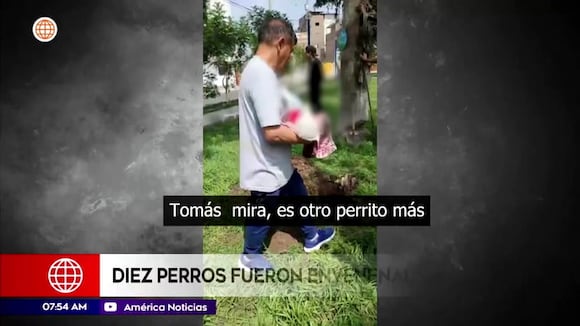 Perritos envenenados en Santa Anita