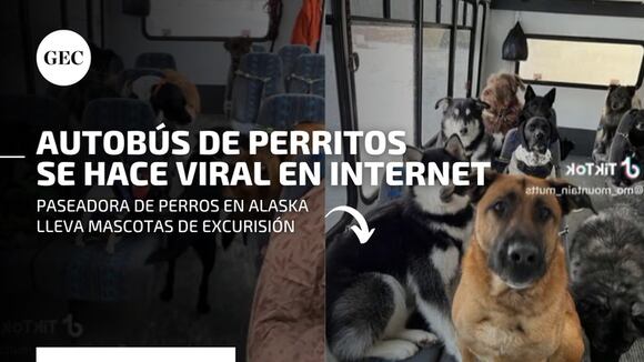 Perritos viajan en autobús 'escolar' y se vuelven virales en TikTok