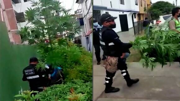 San Luis: Encuentran plantones de marihuana sembrados en varios jardines