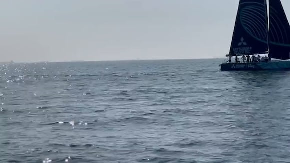Ballenas en el mar peruano