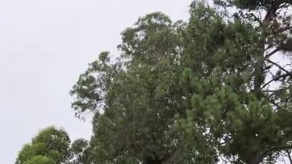 Vasco da Gama vs. San Lorenzo en vivo online por Serie Río de la Plata.