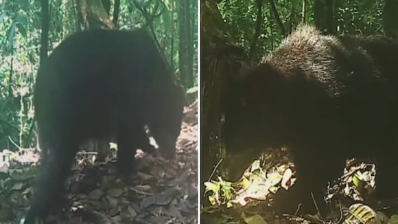 Amazonas: registran por primera vez imágenes del oso de anteojos en la Reserva Tuntanain