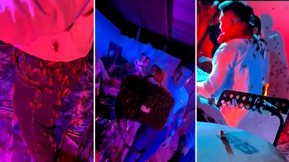 Lambayeque: plaga de grillos invade escenario y cubre a músicos durante concierto