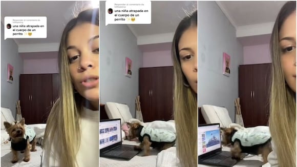Adora Paw Patrol: perrita aprende a usar laptop para ver su programa favorito. (Video fuente: TikTok/@lolabrambi)