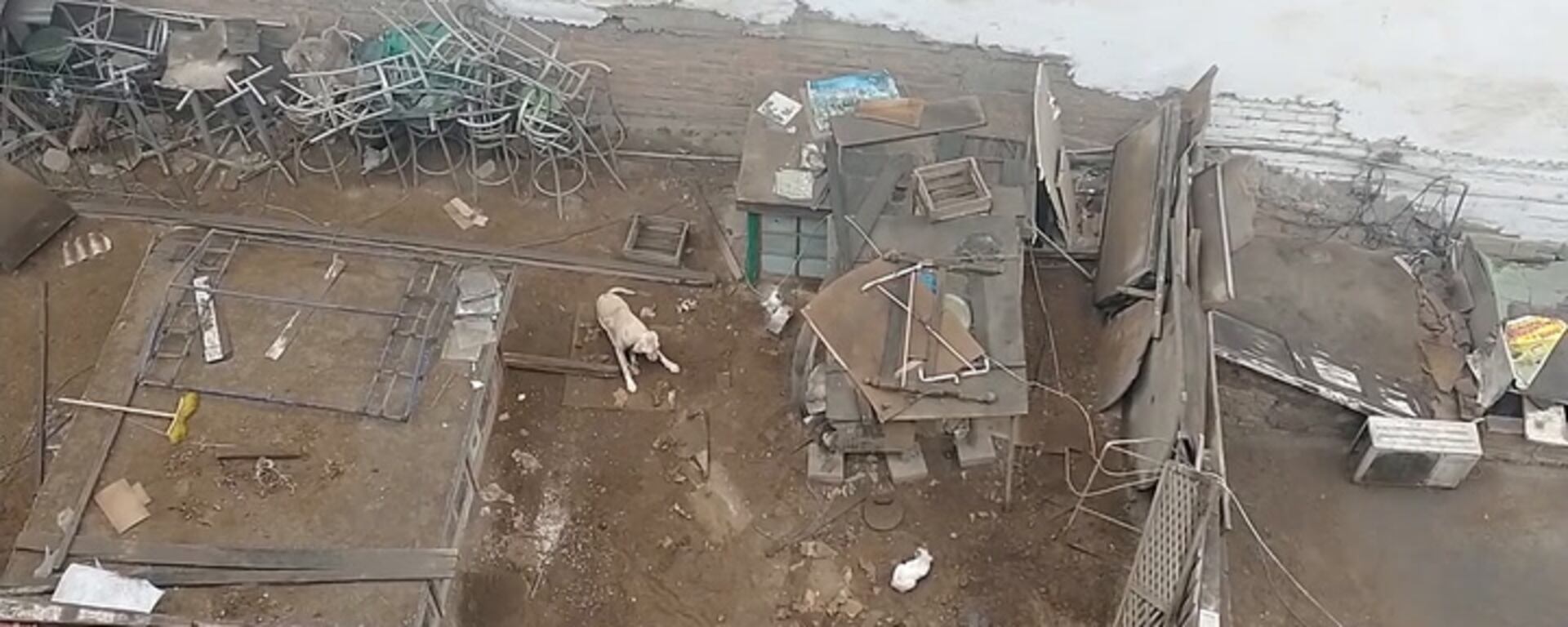 Hope: autoridades no entraron a salvar perro durante 5 días de agonía pese a evidencias