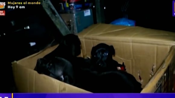 SMP: Rescatan a perritos que iban a ser transportados dentro de cajas en la bodega de un bus