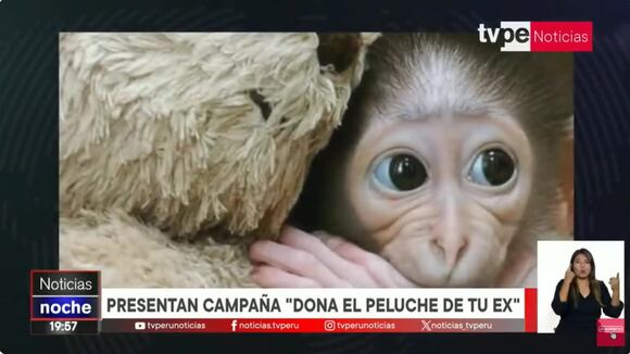 Lanzan campaña "Dona el peluche de tu ex" en ayuda a monos bebés huérfanos