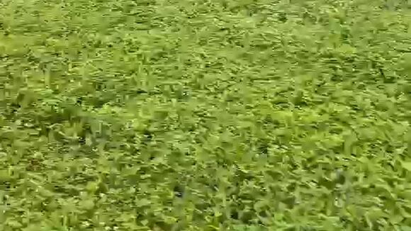 Huracán Milton en Sarasota