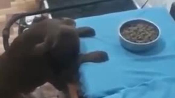 perros rezan con dueño antes de comer facebook viral