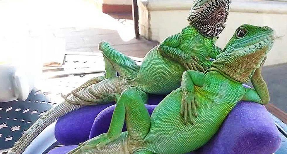 Estos lagartos relajados no conocen para nada el estrés. (Foto: Captura de YouTube)