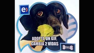 Campaña crea Gifs para promoverla adopción de perros