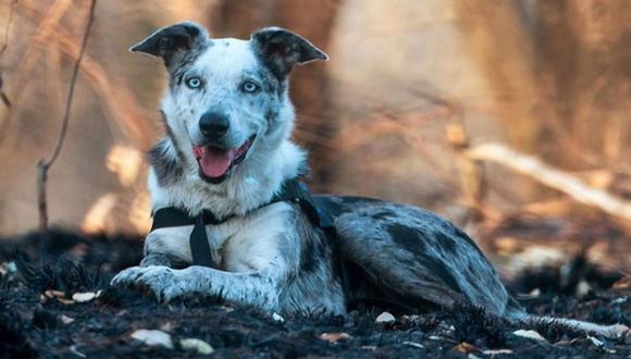 El perro, raza koolie australiano, es considerado un héroe por su gran labor durante los incendios forestales que ocurriendo en Australia. | Foto: @bearthekoaladog