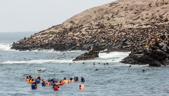 Nada con lobos marinos en el Callao. Las islas del Callao, a media hora de Lima, son otro lugar que debes animarte a visitar junto a tu pareja. Aquí no solo conocerás más sobre la historia de las islas San Lorenzo, Cabinzas y Palomino, sino que además vivirás la experiencia de nadar junto a lobos marinos por 20 minutos. El precio de esta actividad ronda los S/.120 y S/.140 por persona. (Foto: Karen Zárate)