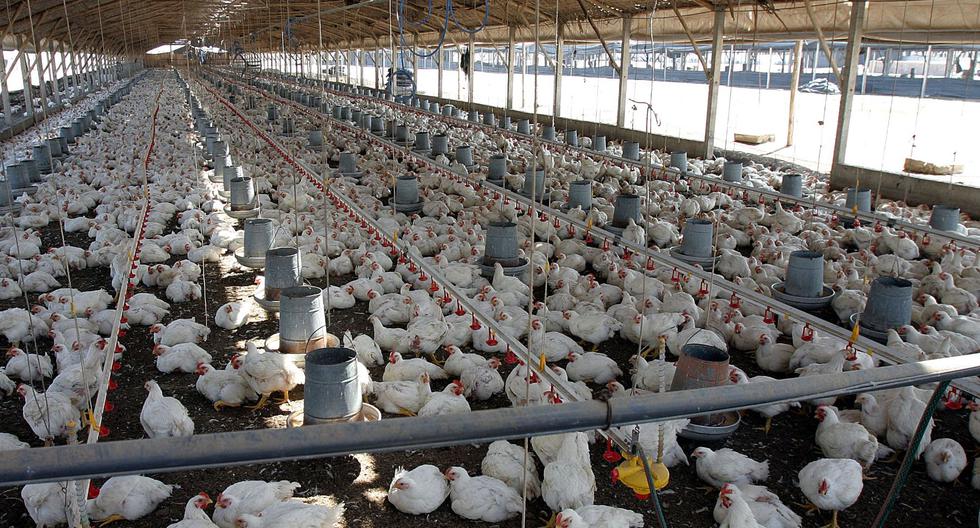 Se suspendió por 180 días la importación de aves y huevos procedentes de Chile para evitar el ingreso de un brote de gripe aviar detectado en una granja. (Foto: Andina)