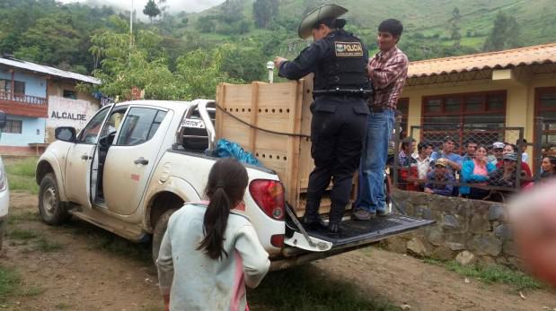 Cajamarca: Serfor rescata del cautiverio a una osa de anteojos - 1