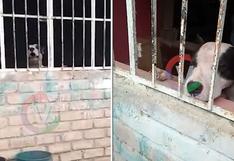 Cajamarca: mujer de 62 años muere tras ser atacada por perro de raza pitbull