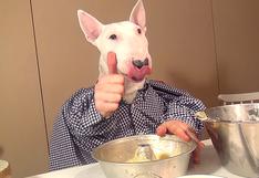 YouTube: Bustuben, el perro cocinero más famoso de internet