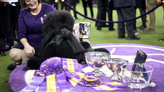 Conoce a Siba, el poodle que se llevó el primer lugar en el Westminster Dog Show | FOTOS Y VIDEO