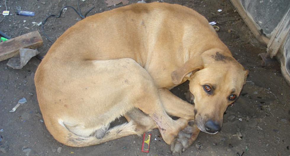 Matar un animal será penado con 2 a 5 años de cárcel. (Foto: lacuarta.com)